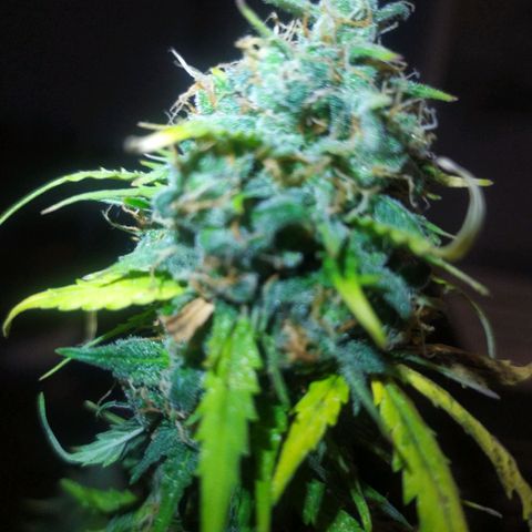 Moby dick growlog timeline photo