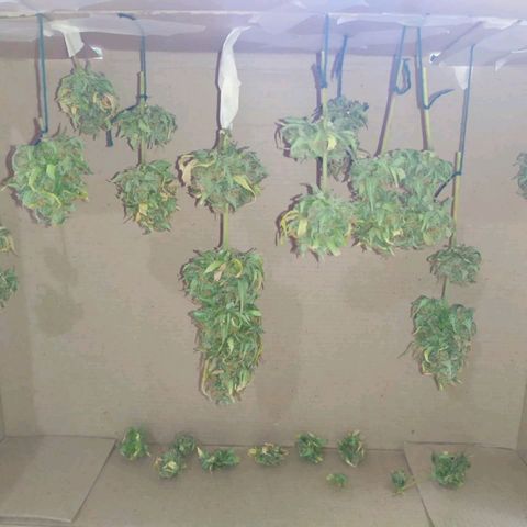 Moby dick growlog photo: Secado