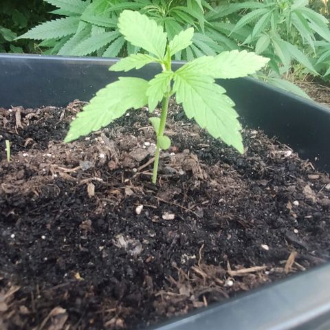 P01 growlog timeline photo