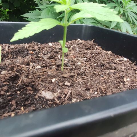 P01 growlog timeline photo