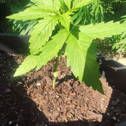 P01 growlog timeline photo