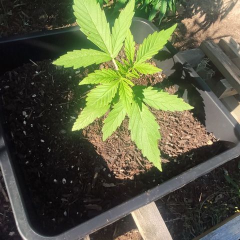 P01 growlog timeline photo