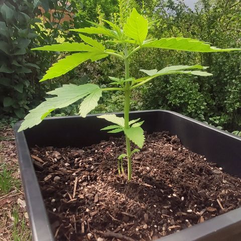 P01 growlog timeline photo