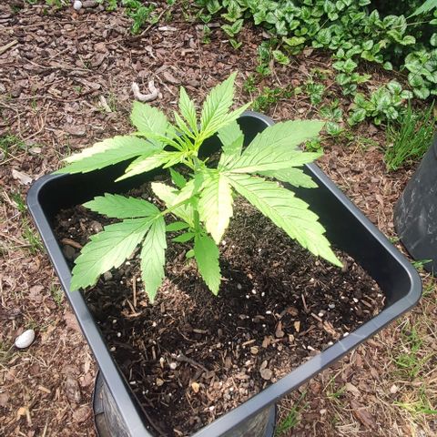 P01 growlog timeline photo