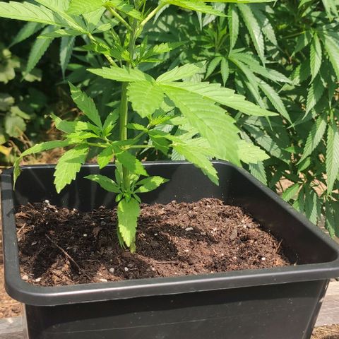 P01 growlog timeline photo