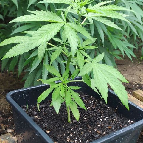 P01 growlog photo: Noch kein Hauch von Vornblüte zu sehen