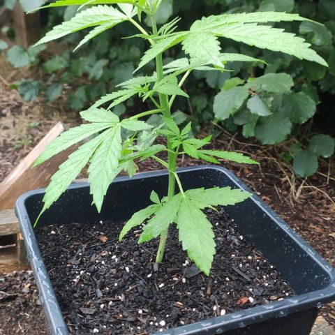 P01 growlog photo: Noch kein Hauch von Vornblüte zu sehen