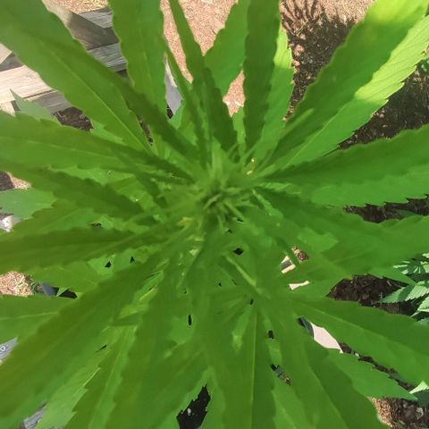 P01 growlog photo: Blüte zeigt sich 