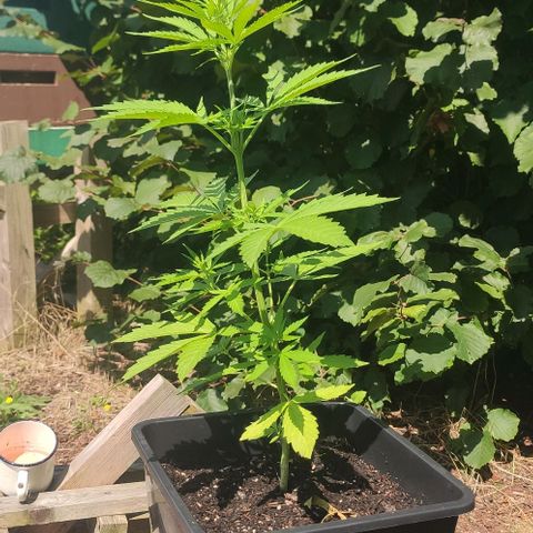 P01 growlog photo: Blüte zeigt sich 
