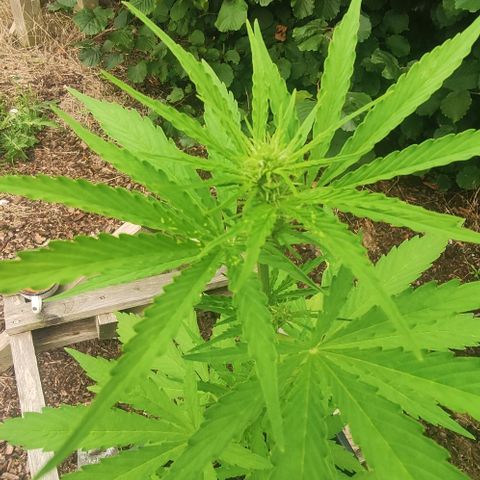 P01 growlog timeline photo