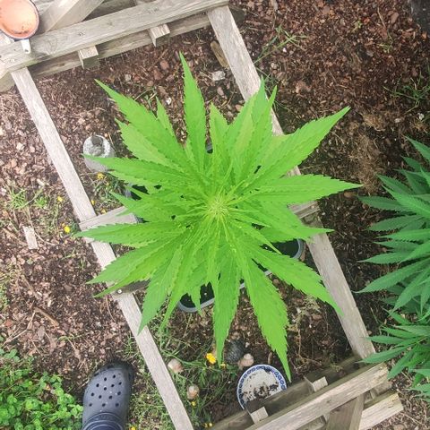 P01 growlog timeline photo