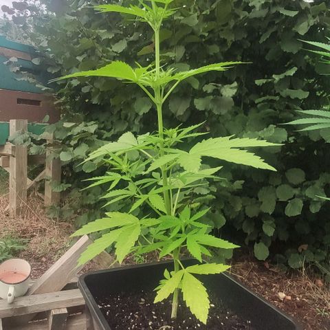 P01 growlog timeline photo