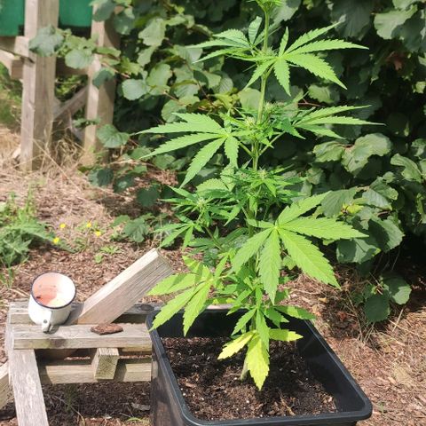 P01 growlog timeline photo