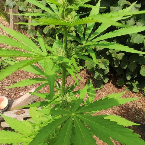 P01 growlog timeline photo