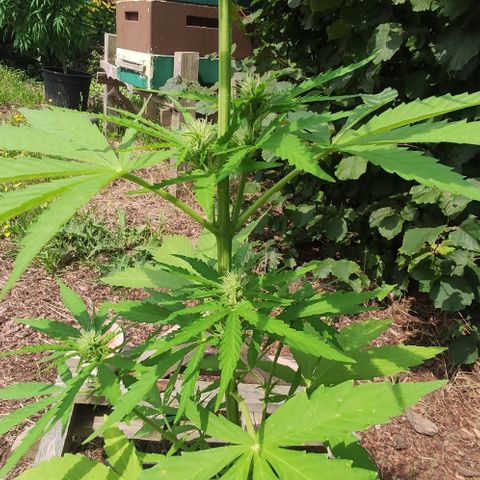 P01 growlog timeline photo