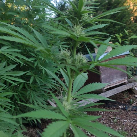 P01 growlog timeline photo
