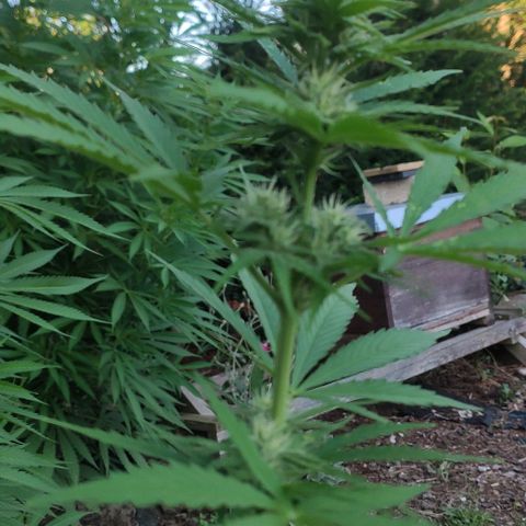 P01 growlog timeline photo