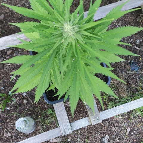 P01 growlog timeline photo