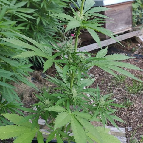 P01 growlog timeline photo