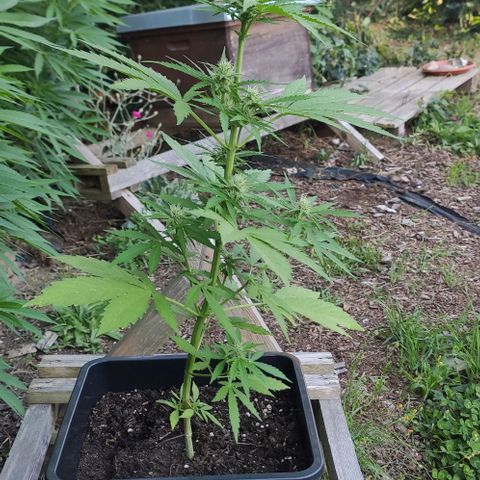 P01 growlog timeline photo