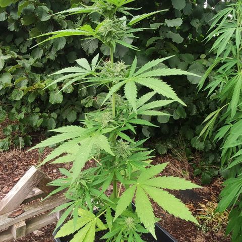 P01 growlog timeline photo
