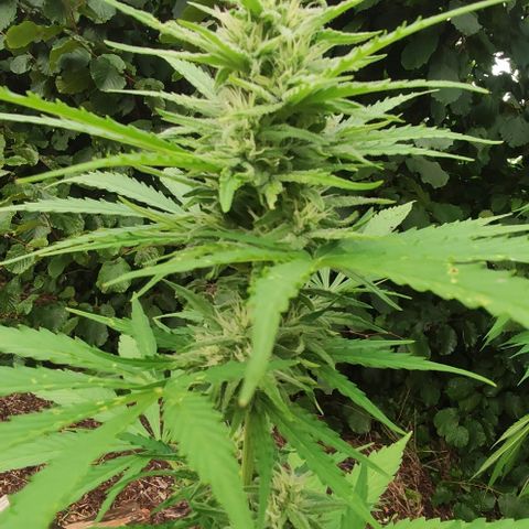 P01 growlog timeline photo
