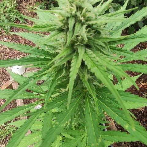 P01 growlog timeline photo