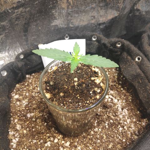 AK 47 growlog timeline photo
