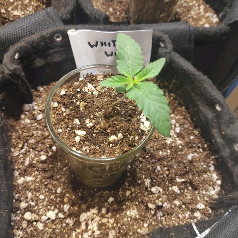 White Widow growlog timeline photo