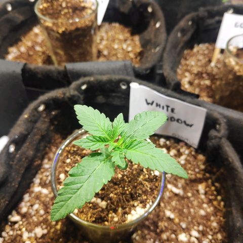 White Widow growlog timeline photo
