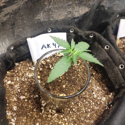AK 47 growlog timeline photo