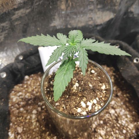 AK 47 growlog timeline photo