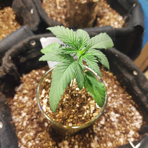 White Widow growlog timeline photo