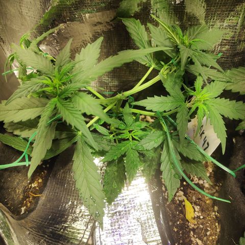 AK 47 growlog timeline photo
