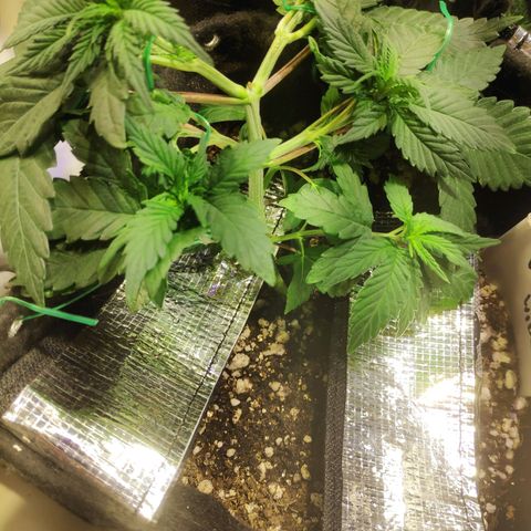 White Widow growlog timeline photo