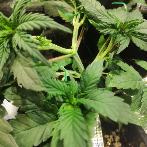 White Widow growlog timeline photo