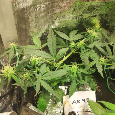 AK 47 growlog timeline photo