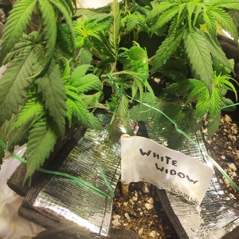 White Widow growlog timeline photo