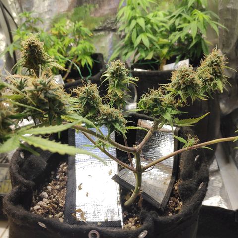 AK 47 growlog timeline photo