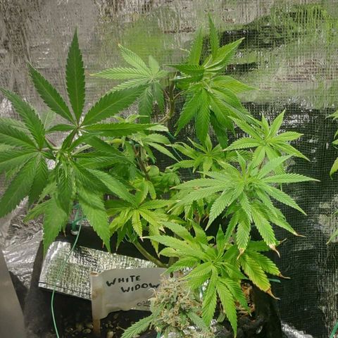 White Widow growlog timeline photo