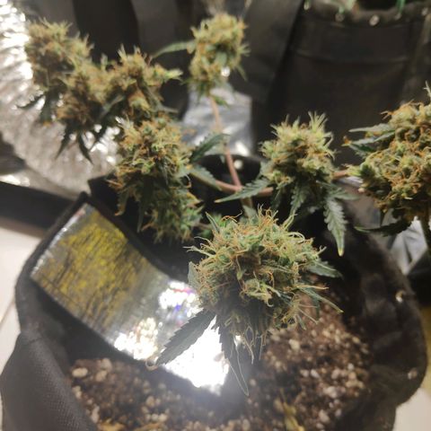 AK 47 growlog timeline photo