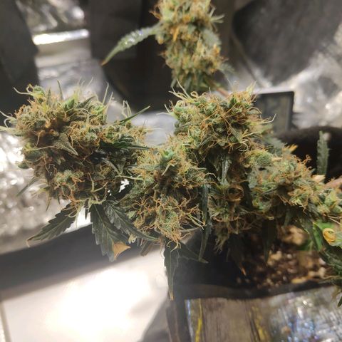 AK 47 growlog timeline photo