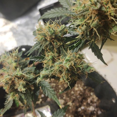 AK 47 growlog timeline photo