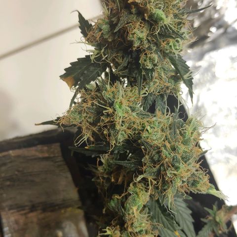 AK 47 growlog timeline photo