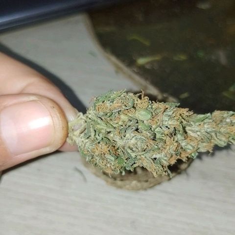 Genética desconhecida growlog photo