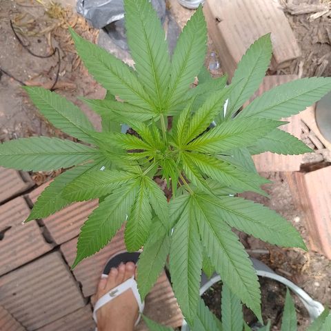 Genética desconhecida growlog photo