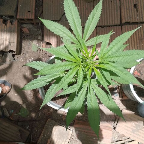 Genética desconhecida growlog photo