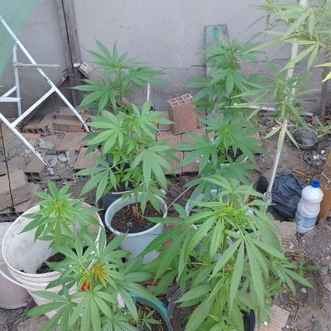 Genética desconhecida growlog timeline photo