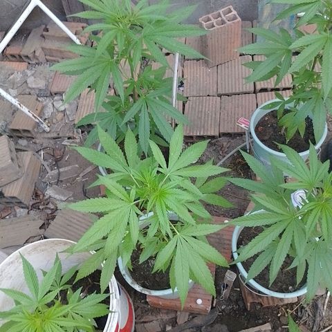 Genética desconhecida growlog photo