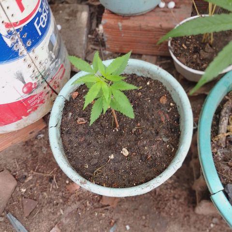 Genética desconhecida growlog photo: Autdoor 5 auto
